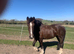 Gelderlander brood mare