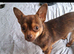 Tea cup chihuahua