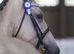4 yr old warmblood x tb gelding
