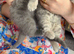 2 male BSH kittens
