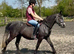 13.3 4 yr old project  Connemara x gelding