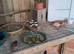 Baby Fife Canaries For Sale