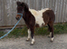 2Yo - Big Shetland / (over sized) /  - Colt - Skewbald - Un Registered