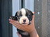 renchyx American bully