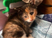 4 kittens