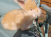 Beautiful baby angora rabbits