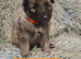 German shepherd pups