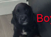 Cocker spaniel puppies