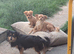 Chihuahua with a drop of Yorkshire terrier