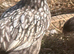 WYANDOTTE BANTAM COCKEREL