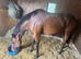 16 hh 8 year old thoroughbred mare