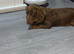 miniature dachshund stud