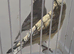BEAUTIFUL PROVEN PAIR WHITE BLACK GRAYWINGS