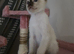 Siamese Seal point male Kitten