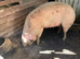 Welsh Saddleback x Cross sow for sale.