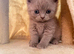 Female lilac British short hair