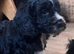 First cross cockapoo puppies