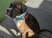 6 Month Old Brindle Male Boxer