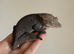 Visual axanthic female crested gecko