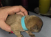 Frenchi puppys