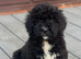 STANDARD F1 BERNADOOLE GIRLS FULL HEALTH TESTED /VACCINATED REDUCED 1400