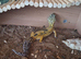 Male dragon and other reptiles read description