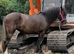 Outstanding 2yrs filly to make 15h plus