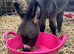 Miniature Mediterranean Colt