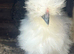 Beautiful Silkie Chickens