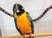 Beautiful Tame Blue & Gold Macaw Parrot