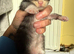 Maine Coon Babies