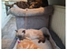 Two beautiful kittens looking for their forever loving families