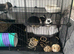 Female mini lop x neverland dwarf