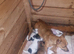 Beautiful traditional jack Russell's