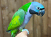 Derbyan parrot
