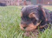 Beautiful Yorkshire Terrier Puppies