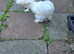 Pair of silkie chicks