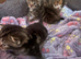 Kittens for sale