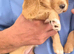 KC REGISTERED WORKING COCKER SPANIEL PUPPIES