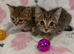 Bengal cross kittens