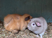 Retired sows
