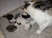 5 kittens