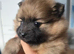 Pomeranian puppies