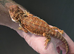 Stunning Red Monster Bearded Het / Hypos