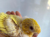 Handtame Lutino baby lineolated parakeets