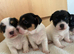 Adorable Jack Russel pups for sale