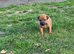 Beautiful Patterdale puppies