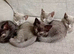 British short hair cross kittens