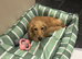 Cream Dachshund girl