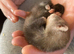 FULL MICRO Ferrets